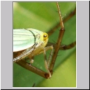 Cicadella viridis - Zwergzikade 04.jpg